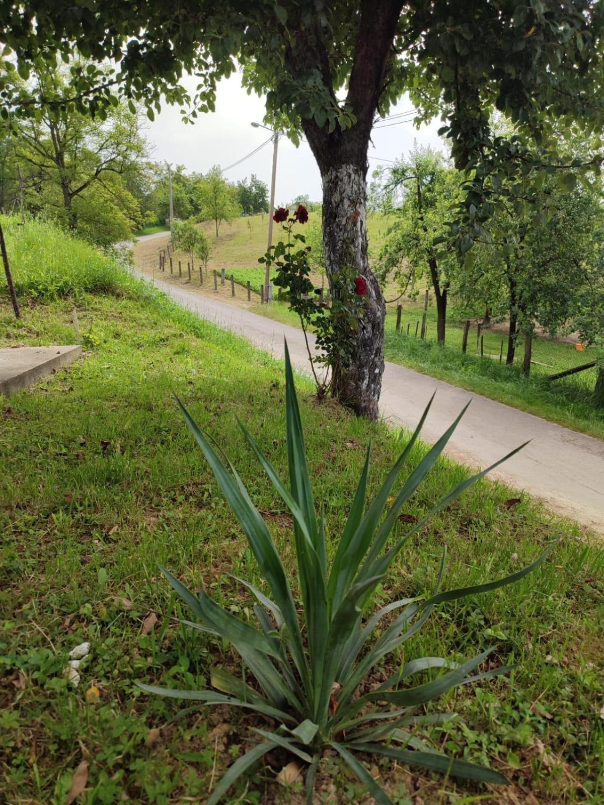 Apartman-Vikendica Mihajlovic Banyaluka Dış mekan fotoğraf